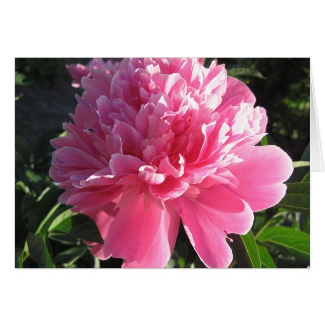 Pink Peony (Vorderseite (Horizontal))