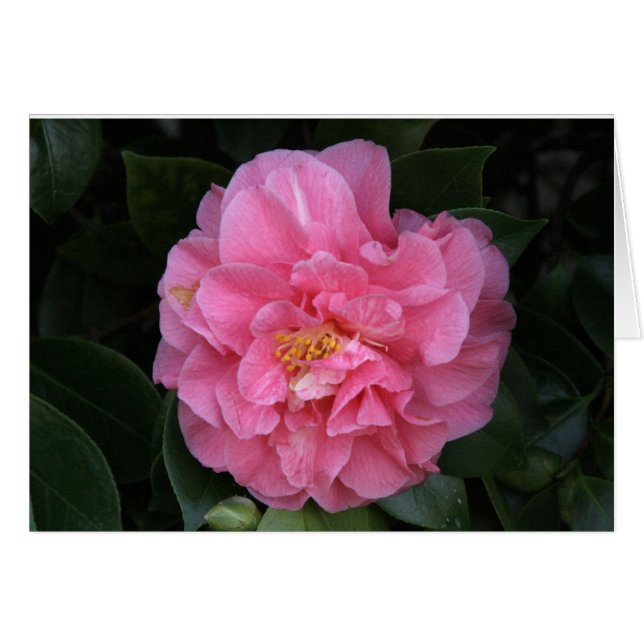 "Pink Peony # 1" (Vorderseite (Horizontal))