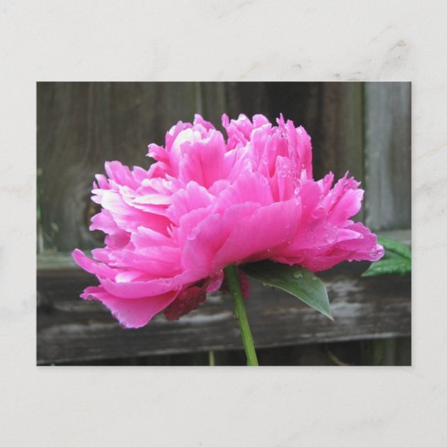 Pink Peony Bloom Postkarte (Vorderseite)