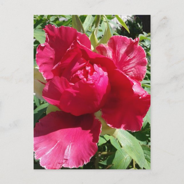 Pink Peony Bloom Postkarte (Vorderseite)