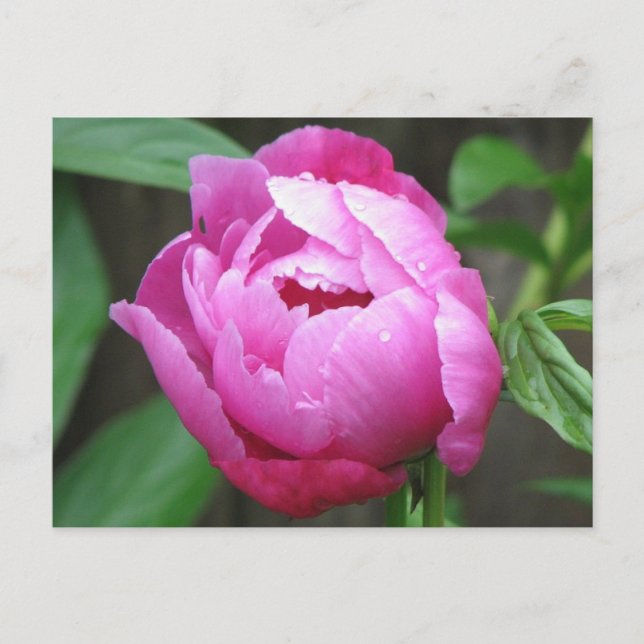 Pink Peony Bloom Postkarte (Vorderseite)