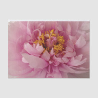 Pink Peony Blume Blossom Foto Entdeckungsreise Seidenpapier