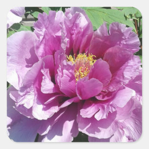 Pink Peony Blume Foto Square Stickers