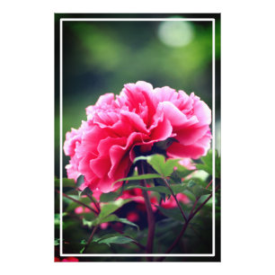 Pink Peony Blume im Garten-33333 Fotodruck