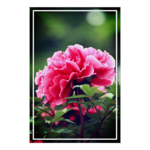 Pink Peony Blume im Garten-33333 Poster