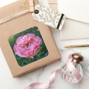Pink Peony Blume, kanadische Fotografie Quadratischer Aufkleber