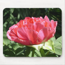 Pink Peony Blume