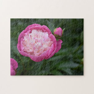 Pink Peony Blume Naturfotografie Garten