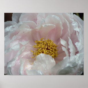 Pink Peony Blume Petals Center Nah Poster