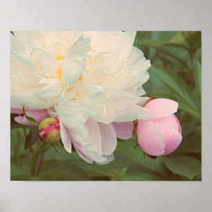 Pink Peony Blume Poster