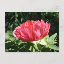 Pink Peony Blume Postkarte