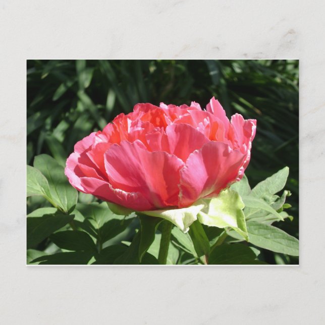 Pink Peony Blume Postkarte (Vorderseite)