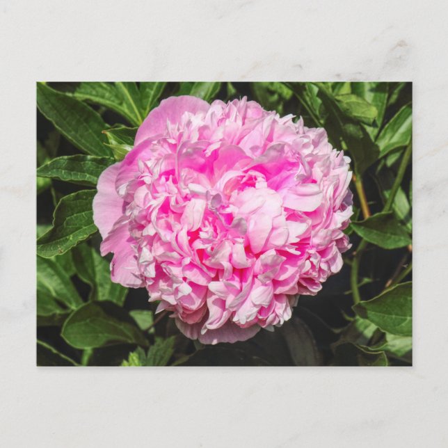 Pink Peony. Bute Park, Cardiff, Wales Postkarte (Vorderseite)