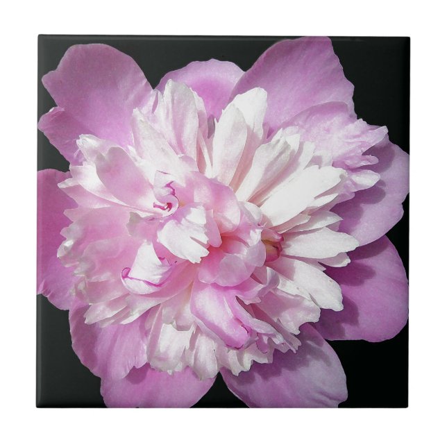 Pink Peony Fliese (Vorderseite)