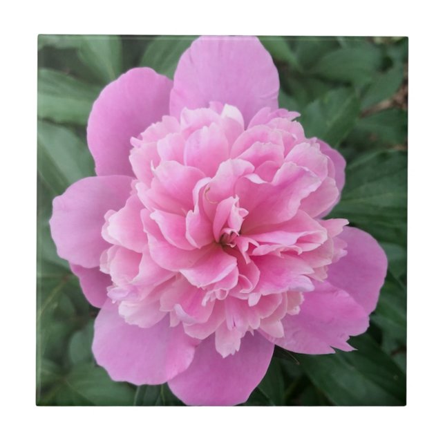 Pink Peony Fliese (Vorderseite)