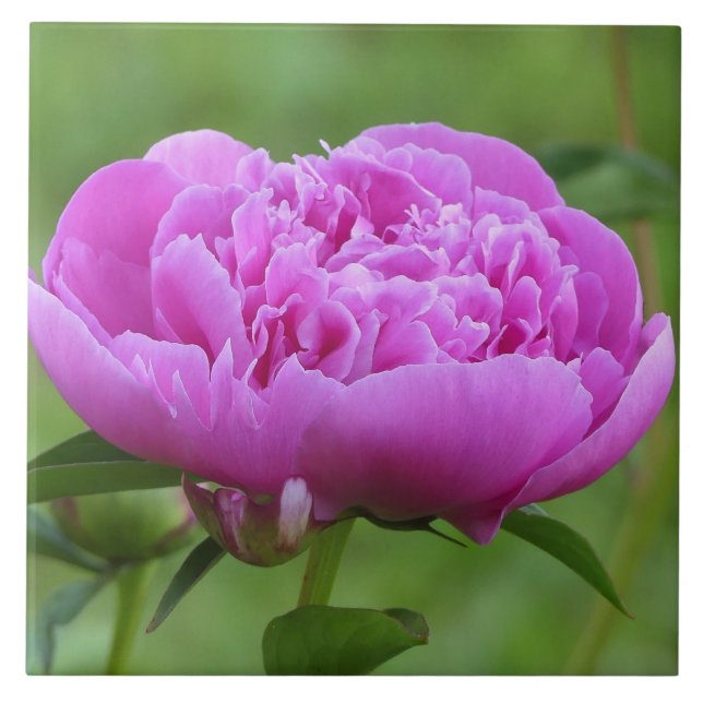 Pink Peony Fliese (Vorderseite)
