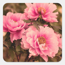 Pink Peony Flower