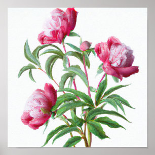 Pink Peony Flowers Art Imprimer Poster