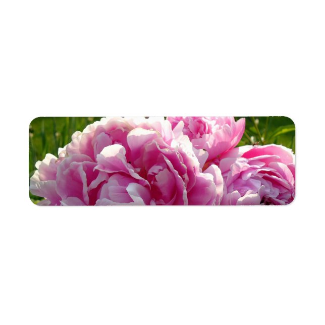 Pink Peony Foto Hütte Bauernhof Blumengarten (Vorne)