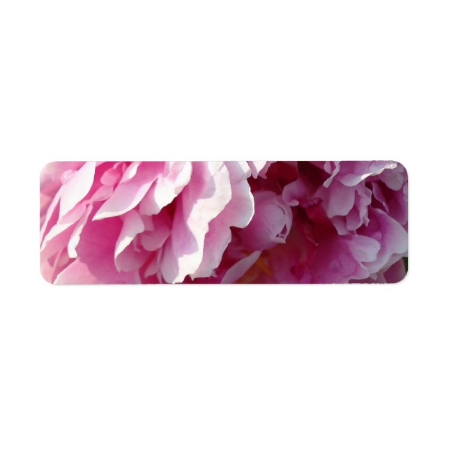 Pink Peony Foto Hütte Bauernhof Blumengarten (Vorne)