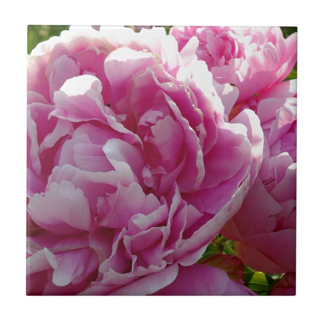 Pink Peony Foto Hütte Bauernhof Blumengarten Fliese (Vorderseite)
