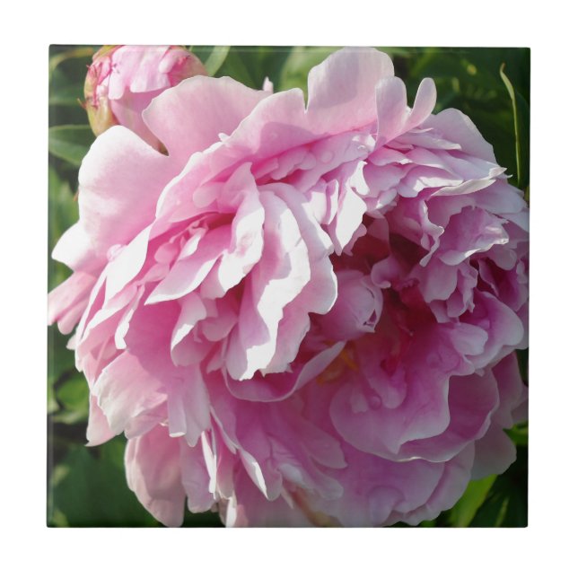 Pink Peony Foto Hütte Bauernhof Blumengarten Fliese (Vorderseite)