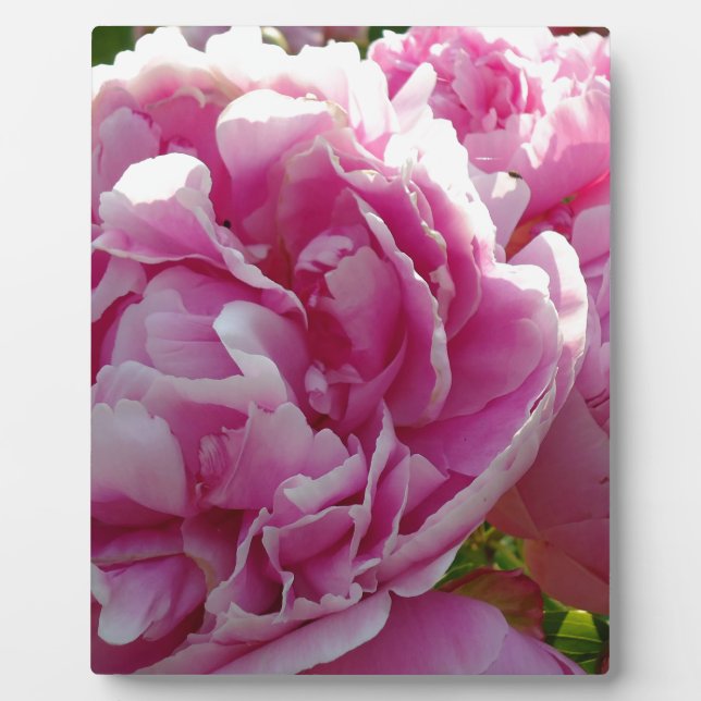 Pink Peony Foto Hütte Bauernhof Blumengarten Fotoplatte (Vorderseite)