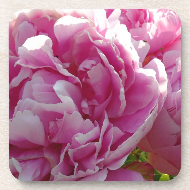 Pink Peony Foto Hütte Bauernhof Blumengarten Getränkeuntersetzer (Vorderseite)