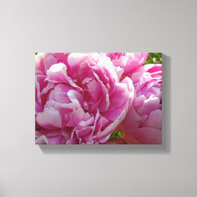 Pink Peony Foto Hütte Bauernhof Blumengarten Leinwanddruck (Vorderseite)