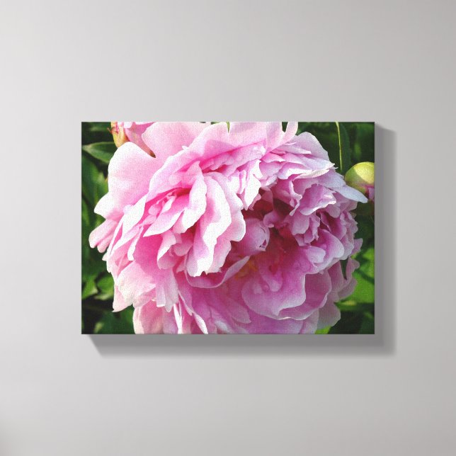 Pink Peony Foto Hütte Bauernhof Blumengarten Leinwanddruck (Vorderseite)