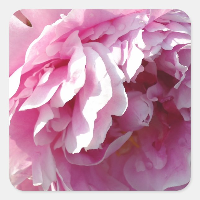 Pink Peony Foto Hütte Bauernhof Blumengarten Quadratischer Aufkleber (Vorderseite)