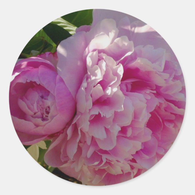 Pink Peony Foto Hütte Bauernhof Blumengarten Runder Aufkleber (Vorderseite)