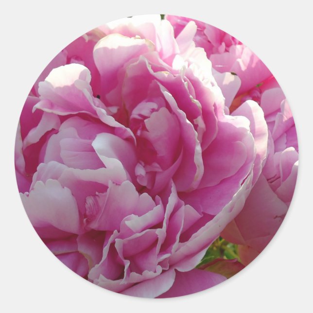 Pink Peony Foto Hütte Bauernhof Blumengarten Runder Aufkleber (Vorderseite)