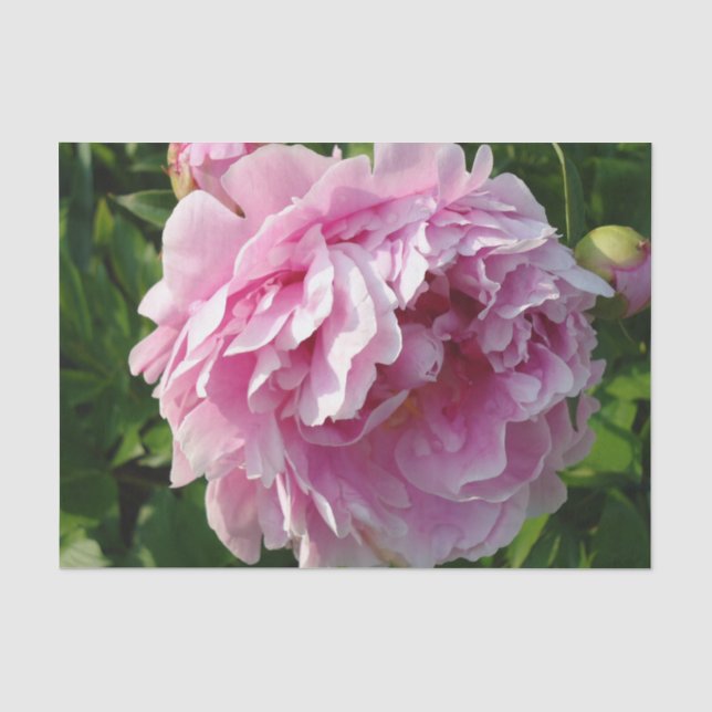 Pink Peony Foto Hütte Bauernhof Blumengarten Seidenpapier (Vorderseite)