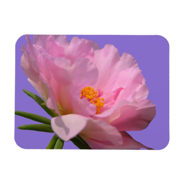 Pink Peony Foto Magnet (Horizontal)