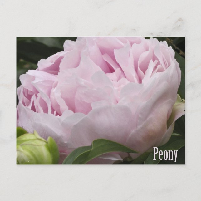 Pink Peony Fotograf Postkarte (Vorderseite)