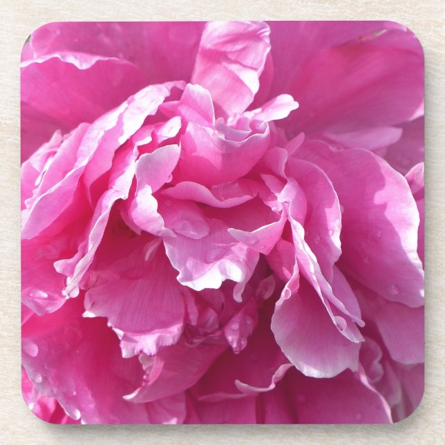 Pink Peony Getränkeuntersetzer (Vorderseite)