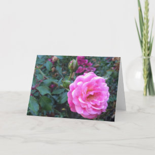 Pink Peony, Grußkarte Karte