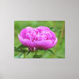 Pink Peony Leinwanddruck