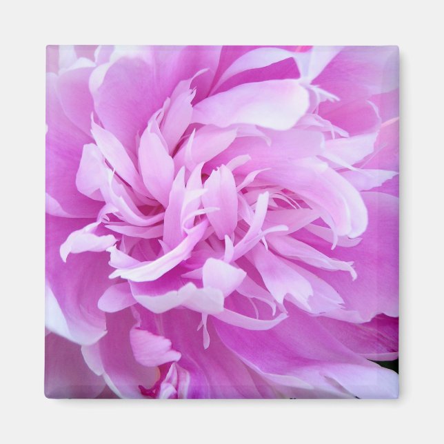 Pink Peony - Magnet (Vorne)