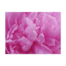 Pink Peony Petals Postkarte