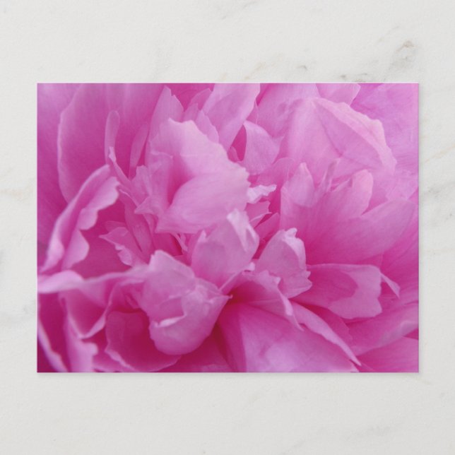 Pink Peony Petals Postkarte (Vorderseite)