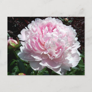 Pink Peony Postcard Postkarte
