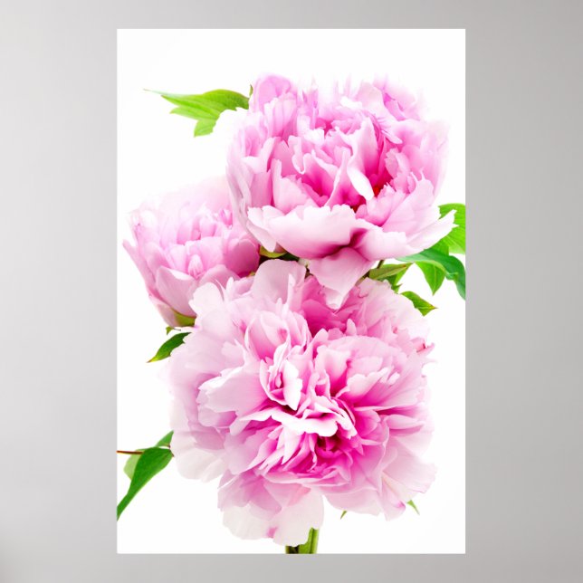 Pink Peony Poster (Vorne)