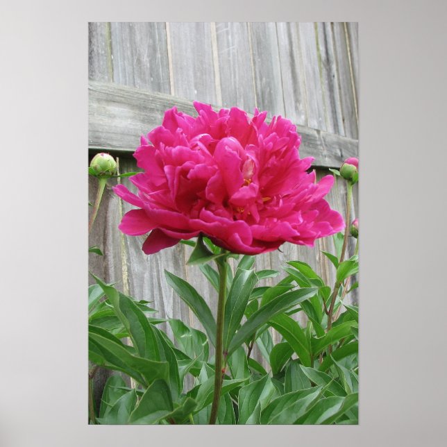 Pink Peony Poster (Vorne)