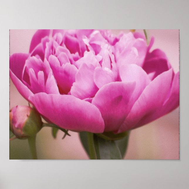 Pink Peony Poster (Vorne)