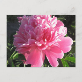 Pink Peony Postkarte