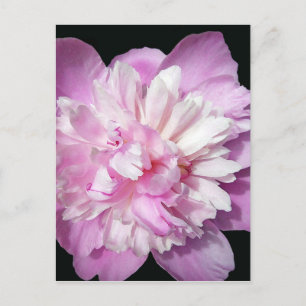 Pink Peony Postkarte
