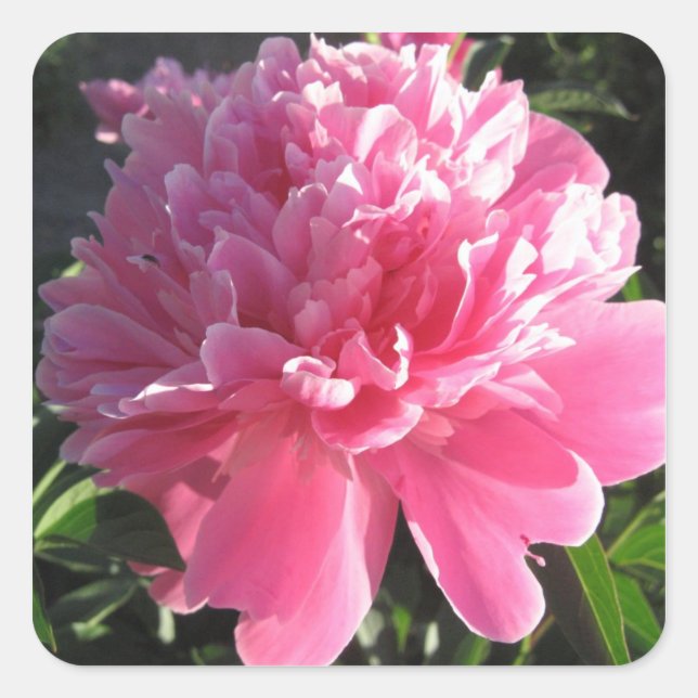 Pink Peony Quadratischer Aufkleber (Vorderseite)