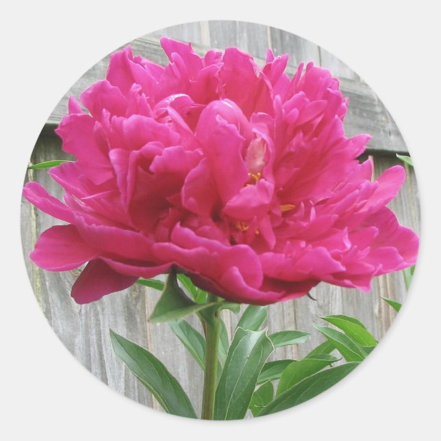 Pink Peony Runder Aufkleber (Vorderseite)